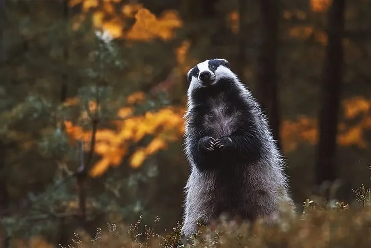 Image of a badger standing in the woods